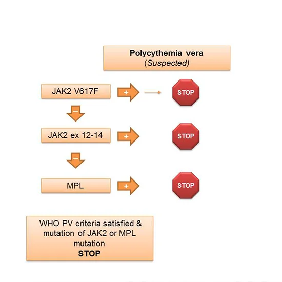JAK 2 V617F Reflex TO JAK 2 exon 12